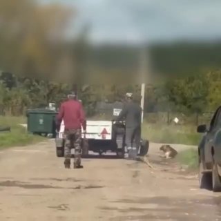 Штраф за жестокое обращение с собакой: общественники требуют справедливости